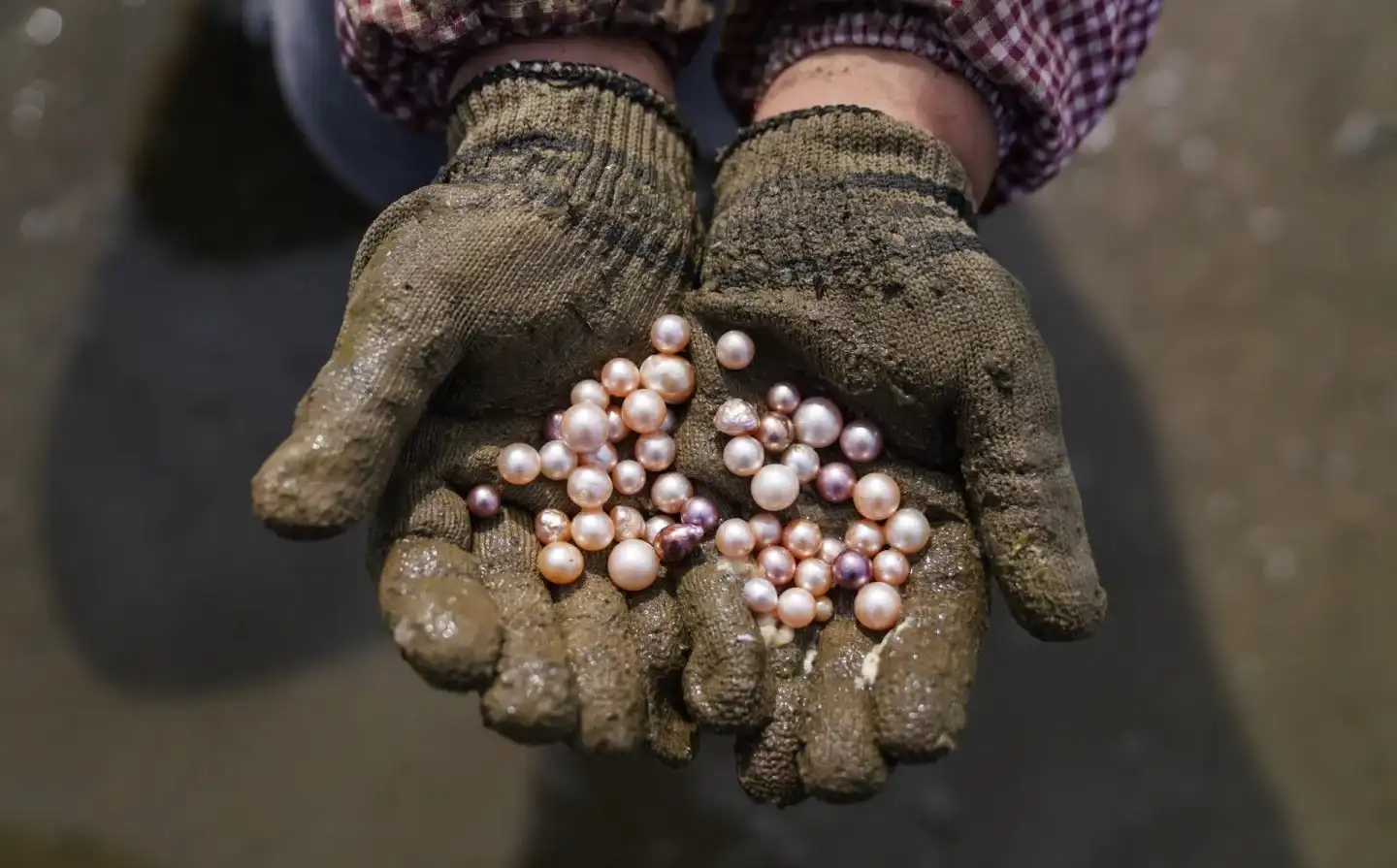 Saltwater vs Freshwater Pearls & the Rise of Edison Pearl - Raffie Pearls