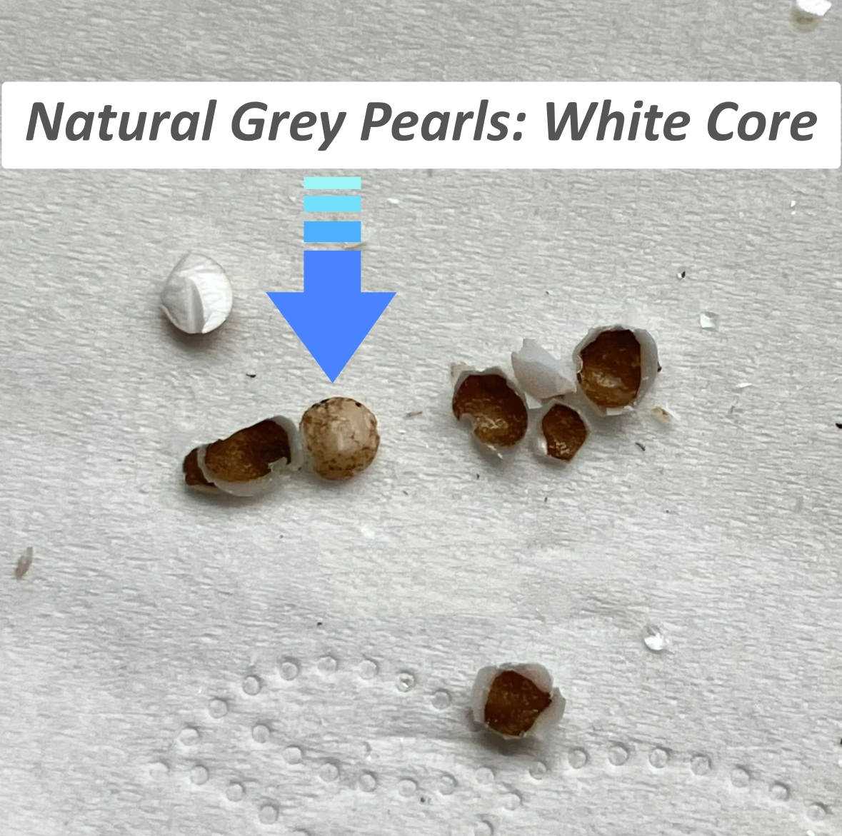 Natural grey pearl with white nucleus visible inside drill hole