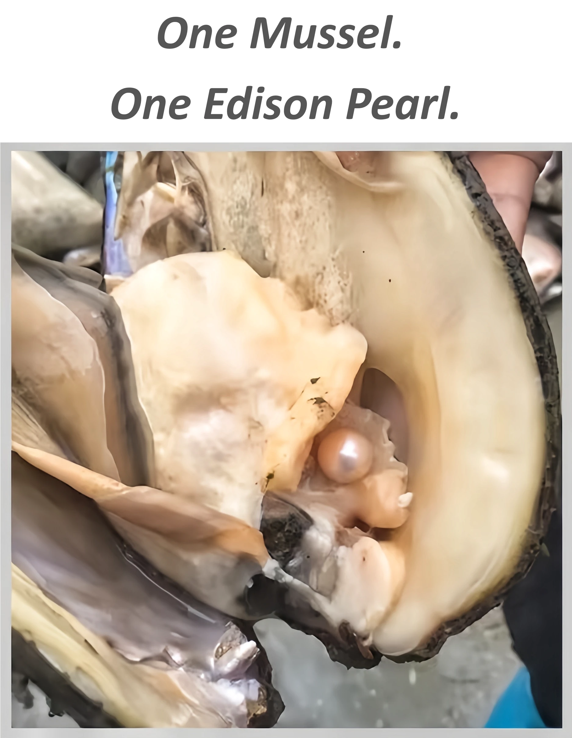 Edison pearl cultivation in foot tissue of freshwater mussel