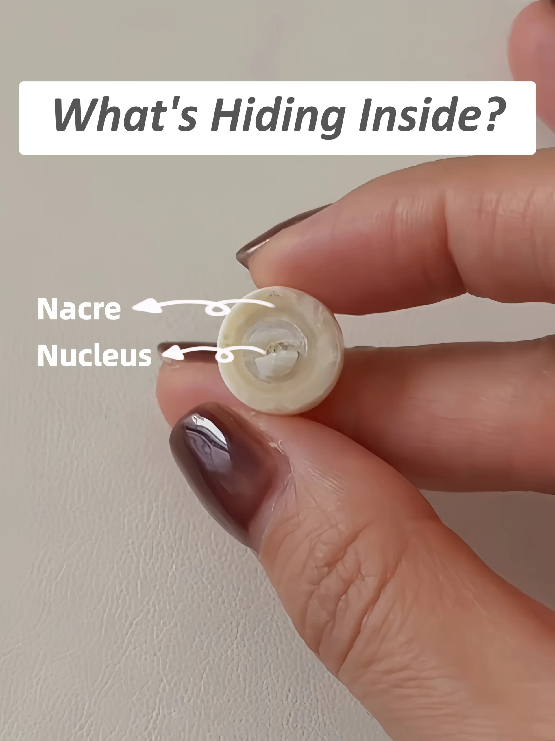 Cross section of Edison pearl showing bead nucleus and thick nacre