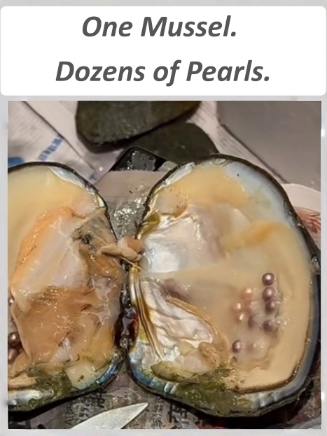 Traditional freshwater pearl cultivation with multiple pearls in one mussel